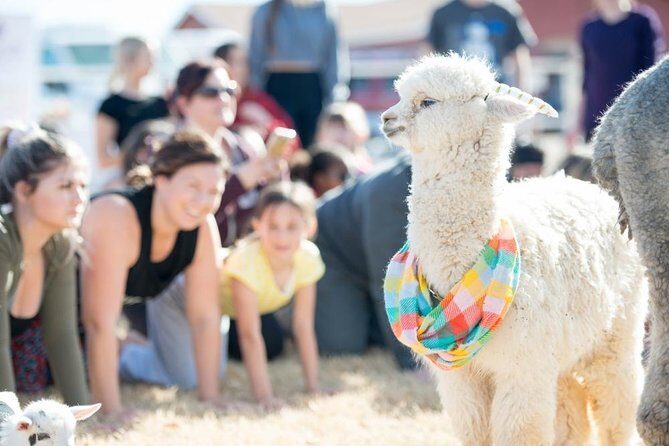 Goat and Alpaca Yoga in Arizona - Is It Worth the Price?