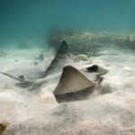 Goat Island Experience Guided Snorkelling for Beginners - The Itinerary: What to Expect