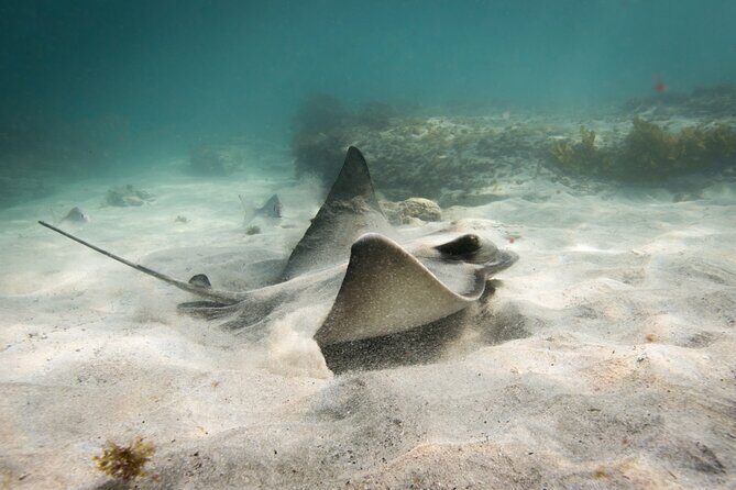 Goat Island Experience Guided Snorkelling for Beginners - The Itinerary: What to Expect