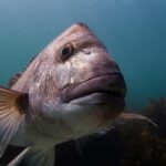 Goat Island Try Scuba Diving Experience - The Value of This Experience