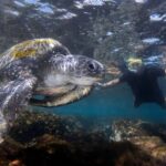 Gold Coast: Cook Island Marine Reserve Scuba Experience Dive - The Itinerary and What to Expect