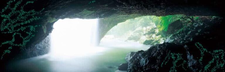 Gold Coast: Natural Bridge Glow Worm Night Tour - The Itinerary in Detail