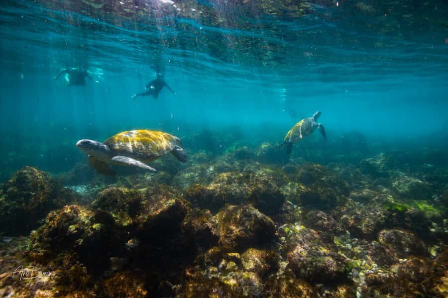 Gold Coast: Snorkeling with Turtles Half-Day Tour - Detailed Breakdown of the Itinerary