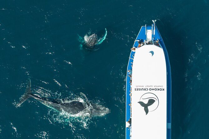 Gold Coast Whale Watching Cruise - The Whole Experience in Detail