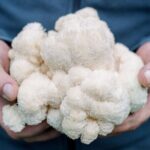Gourmet Mushroom Farm Tour in Tennessee - Exploring the Gourmet Mushroom Farm Tour in Tennessee: A Honest Look