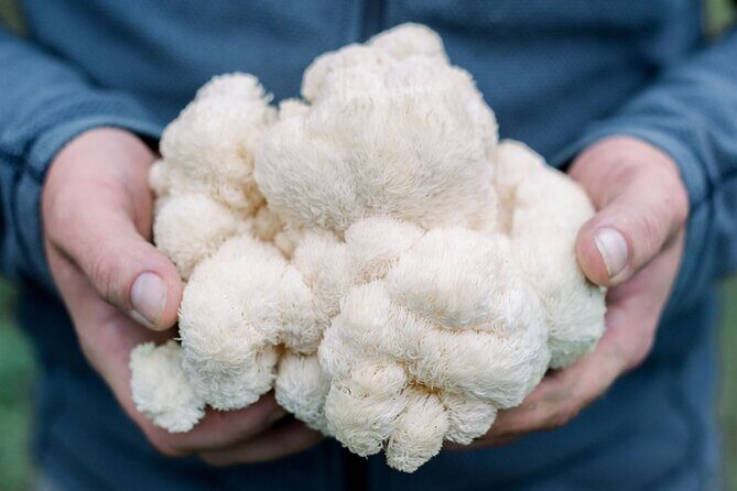 Gourmet Mushroom Farm Tour in Tennessee - Exploring the Gourmet Mushroom Farm Tour in Tennessee: A Honest Look