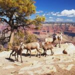 Grand Canyon National Park South Rim Small Group Bus Tour - What’s Included and What to Keep in Mind