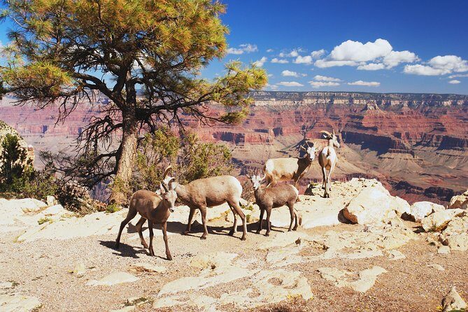 Grand Canyon National Park South Rim Small Group Bus Tour - What’s Included and What to Keep in Mind