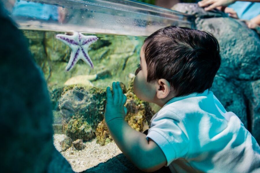 Grapevine: SEA LIFE Grapevine Aquarium General Admission - What Makes This Aquarium Stand Out?