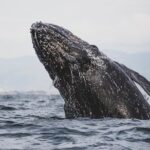 Gray Whale Tour Private Group from La Paz Limited to 8 - The Value of This Tour