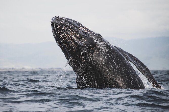 Gray Whale Tour Private Group from La Paz Limited to 8 - The Value of This Tour