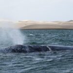 Gray Whale-Watching 2-Day Experience in Magdalena Bay - Practicalities and Considerations