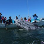 Gray Whale-Watching 2-Day Experience in Magdalena Bay - The Scenic and Ecosystem Highlights