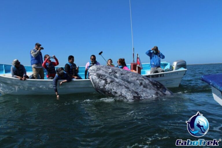 Gray Whale-Watching 2-Day Experience in Magdalena Bay - The Scenic and Ecosystem Highlights