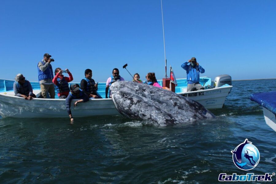 Gray Whale-Watching 2-Day Experience in Magdalena Bay - The Scenic and Ecosystem Highlights