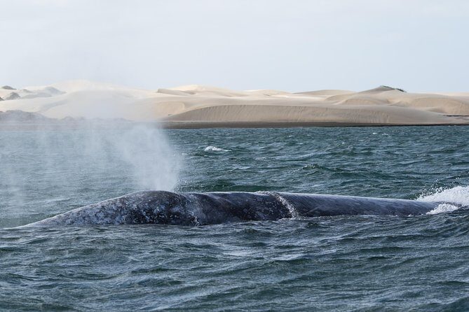 Gray Whale-Watching 2-Day Experience in Magdalena Bay - Practicalities and Considerations
