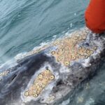 Gray Whale Watching in Bahia Magdalena - Final Thoughts