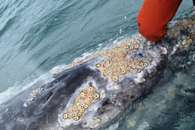 Gray Whale Watching in Bahia Magdalena - Final Thoughts