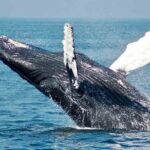 Gray Whale watching in Magdalena Bay From Los Cabos - What’s Included and What’s Not