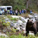 Great Bears of Bute: Grizzly Bear Viewing & Indigenous Cultural Tour - What Are the Downsides?