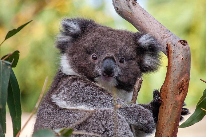Great Ocean Road and Wildlife Tour for Backpackers aged 18-35 - Who Would Love This Tour?