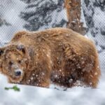 Great Plains Zoo - The Cost and Value