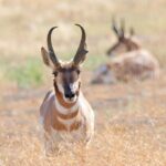 Great Salt Lake Birding and Nature Adventure - The Itinerary Breakdown