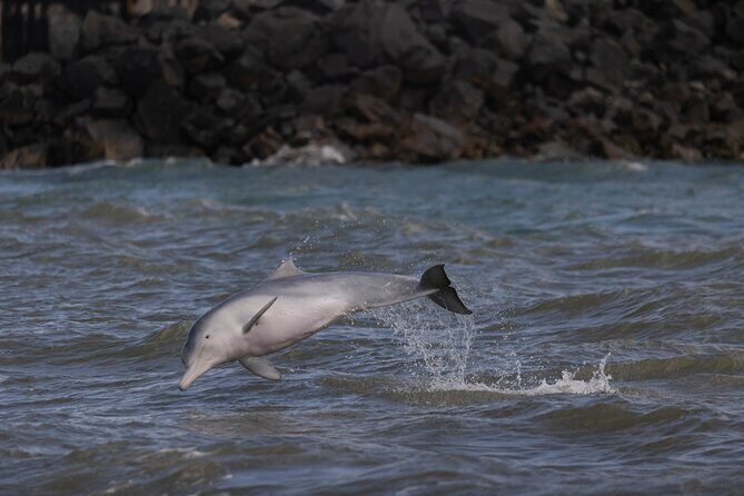 Great Sandy Straits Seven Island Ultimate Wildlife Cruise - What You Can Expect