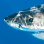Great White Sharks Topside in Monterey Bay - Final Thoughts
