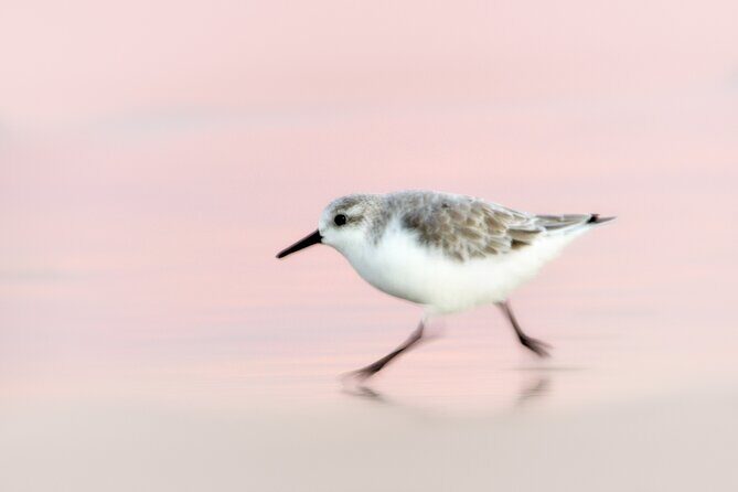 Group Boat Tours of Chincoteague & Assateague - Wild Ponies - When and Who Should Consider This Tour