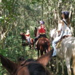 Group horseback ride on Holbox Island, Quintana Roo - Who Will Love This Tour?