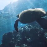 Group Snorkel Excursions in Lahaina, Maui - The Price and Value