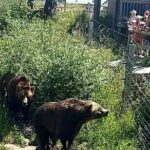 Grouse Hike and Capilano Bridge - The Sum Up