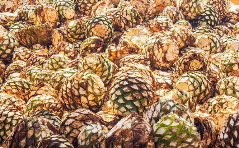 Guadalajara: Lake Chapala and Ajijic Day Trip with Boat Trip - What the Reviews Say