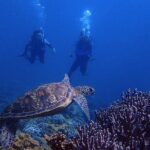 Guam's Best Beach Diving! Beginner and Advanced Dives - Who Is This Tour Best For?