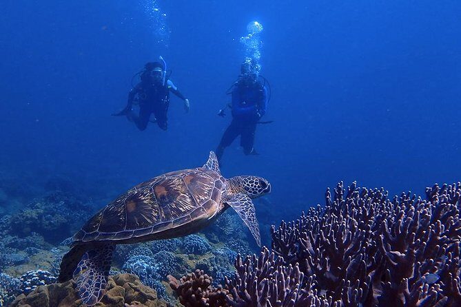 Guam's Best Beach Diving! Beginner and Advanced Dives - Who Is This Tour Best For?