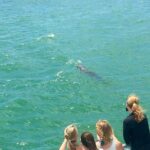 Guaranteed Dolphin Sighting Tour on Tropics Boat Tours - The Downsides to Keep in Mind