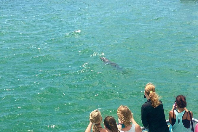 Guaranteed Dolphin Sighting Tour on Tropics Boat Tours - The Downsides to Keep in Mind
