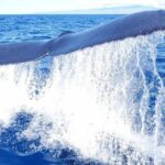 Guaranteed Whale Watch in Kona - The Real Value of This Tour