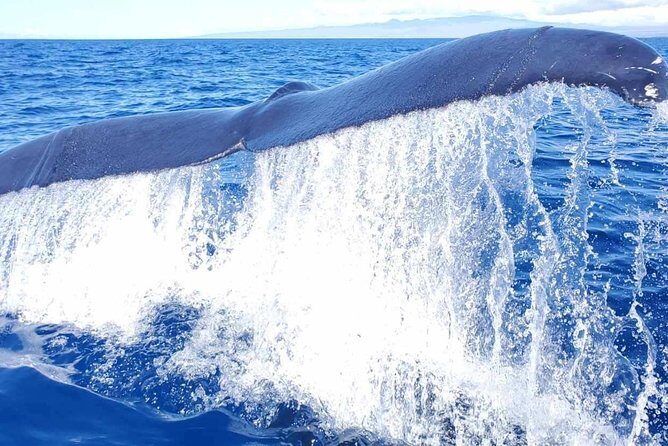Guaranteed Whale Watch in Kona - The Real Value of This Tour