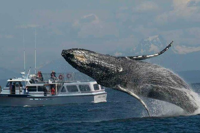 Guaranteed Whale Watching Tour - Practical Tips for Your Trip