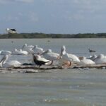 Guided Bird Watching Private Tour in Rio Lagartos from Tulum - Final Thoughts