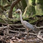 Guided Congaree National Park Kayak Tour - Final Thoughts