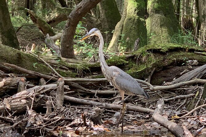Guided Congaree National Park Kayak Tour - Final Thoughts