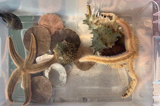 Guided Jet Ski Adventure Tour - What Travelers Are Saying