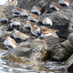 Guided Kayak Tour on Niagara River from the US Side - The Sum Up