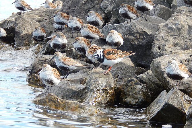 Guided Kayak Tour on Niagara River from the US Side - The Sum Up