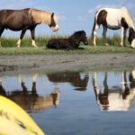 Guided Kayak Tour to see ponies, birds, dolphins and more - What to Expect from the Assateague Guided Kayak Tour