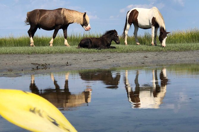 Guided Kayak Tour to see ponies, birds, dolphins and more - What to Expect from the Assateague Guided Kayak Tour