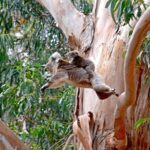Guided Koala Walk and Bushfire ecology tour - The Guides and Their Role